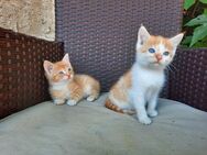 Kitten, Kätzchen - Iphofen