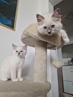 Ragdoll Kitten Mädchen und Junge