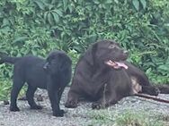 Labrador Welpen mit Ahnentafel - Petershagen