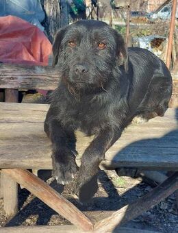 LOTTI - geb. ca. 12/2021 - Schnauzer Mix - Schönaich