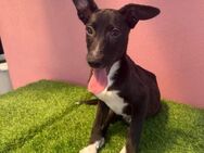 🐾 Welpe Minnie sucht Liebe❤️ - Eislingen (Fils)