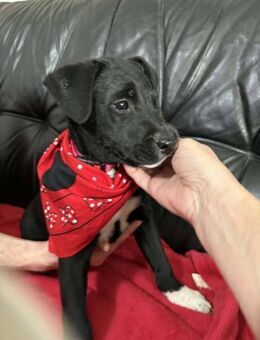 Hundekind Lisa möchte ankommen - Linden (Hessen)