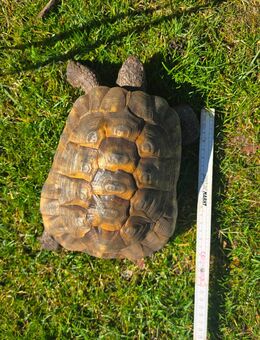 Maurische Landschildkröte Männchen 2003 - Emlichheim