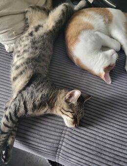 Katzen suchen Traumzuhause - Leverkusen