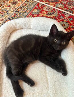 Nur noch zwei süße Kätzchen BKH Mix mit Hauskatze suchen ein neues Zuhause. - Düsseldorf