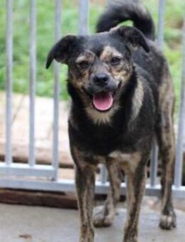 Babbit - verspielt u. aufgeweckt - Lohra