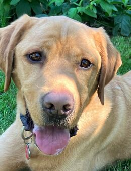 Mr. Sam - Labrador - 4 Jahre - Tierhilfe Franken e.V. - Lauf (Pegnitz) Zentrum