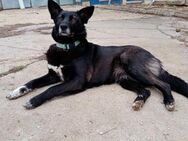 ❣️Suzy 💜- sucht ein sorgenfreies Leben❣ - Eislingen (Fils)