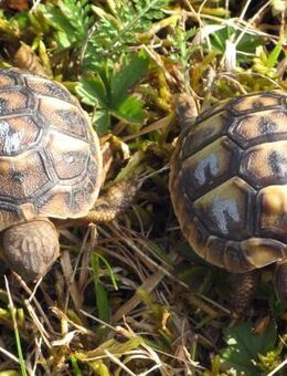Griechische Landschildkröten, testudo hermanni hermanni - Fürth