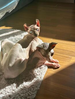 Sphynx zu verkaufen - Neumünster Innenstadt