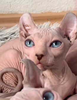 Sphynx Elf Kitten Abgabebereit - Berlin