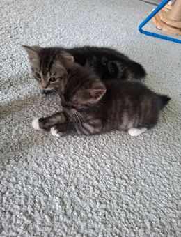 Kitten Katzenbabys Mädchen Weibchen - Berlin Spandau