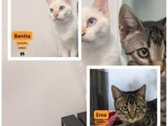 BENITA, Siam-Mix und EME, EHK - Sipplingen