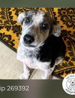Chip 269392: Hundekind sucht ein Zuhause - Kirchzell
