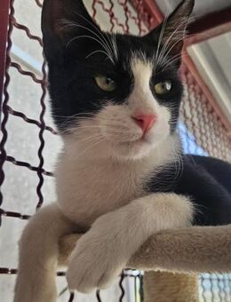 Felix kleiner neugieriger Kater - München