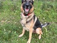 Bommel - ein Schäferhund zum verlieben - Süderdorf