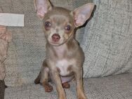 2 süsse Chihuahuawelpen suchen ab sofort ein neues zu Hause - Hude (Oldb)