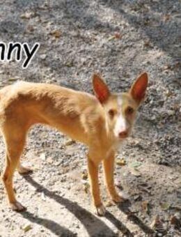 Penny möchte in Ihr Herz 💓 - Essingen (Rheinland-Pfalz)