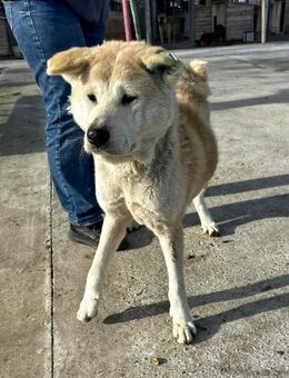Liebevolle IRIS leidet sehr im Shelter🙏 - München