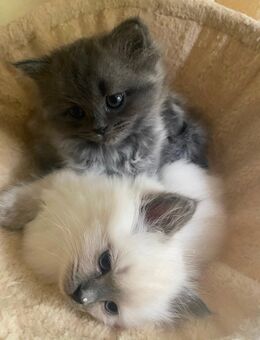 Ragdoll / Britisch Langhaar Katzen Babys - Harburg (Schwaben)