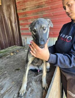 Travis - wurde ausgesetzt - Dreikirchen