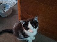 Katzen kitten mix kitten BKH - Haßbergen