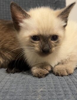 Siam katze - Duisburg