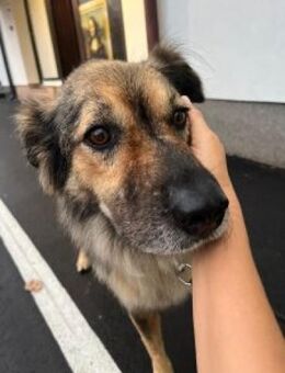 Ruhiges Zuhause für Ringo - Ellerbek