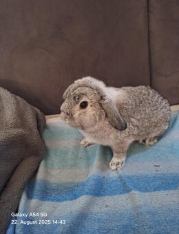 Hase Snoopi - Angelbachtal