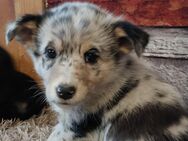 Australian Shepherd Mix Welpen - Wischhafen