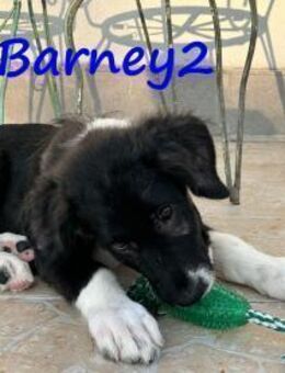 Barney2 unser Kuschelbärchen GRC - Ruppertsecken