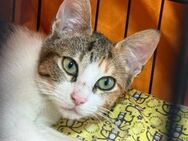 Junge Katzenlady: Madame Butterfly - Bad Camberg