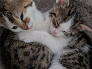 Bengal Mix Kitten - Köln