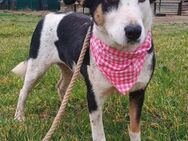 LOUISA - tapfere, freundliche Hundedame - Aerzen