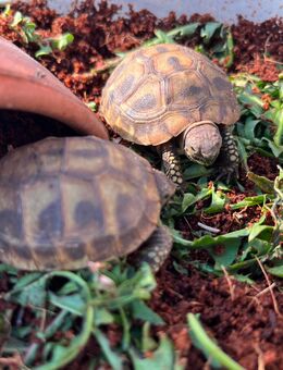 Griechische Landschildkröten Testudo hermanni - Lüneburg
