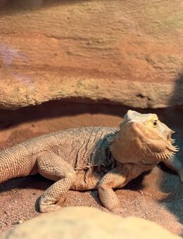 Bartagame mit Terrarium aus Platzgründen abzugeben - Urbach (Baden-Württemberg)