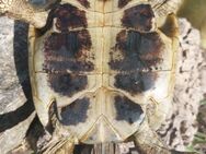 griechische Landschildkröten abzugeben - Ortrand