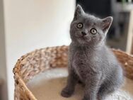 Britisch Kurzhaar Kitten - Bayreuth Zentrum