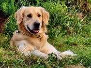Bildschöne Golden Retriever Welpen - Gelsenkirchen Feldmark