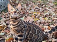 Exklusive Bengal Kitten mit TICA Stammbaum in Black Brown Spotted Tabby - Freilassing