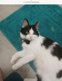 Gebrauchte, einfache Badematten für Katzenzimmer gesucht - Hamburg