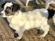 TRIXIE - bald in 53129 Bonn - Weilheim (Oberbayern)