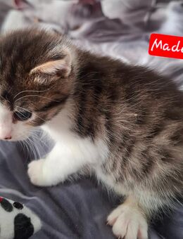 😻Katzenkitten😻 4 Wochen 🐾 - Saarbrücken