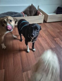 Sweety unsere kleine zarte Maus , ca 1,5 J alt , kastriert ca 35 cm groß und ca 8 kg ,kastr. - Hohe Börde