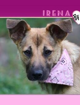 💜 IRENA 💜 - WÜNSCHT SICH EIN ZUHAUSE! - Alfeld (Leine)