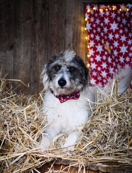 Leider sucht unser Milo ca 1,5 Jahr eine tolle Familie nachdem sein Frauchen aus gesundheitlichen Gründen ihn abgeben musste. - Angern