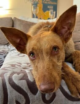 Struppelpodenco Rufus ist ein Goldschatz - Endingen (Kaiserstuhl)