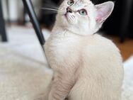 BKH kitten abholbereit - Aachen