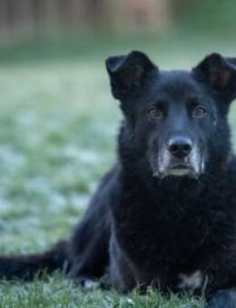 Rex sucht Menschen mit Körbchen - Lenningen