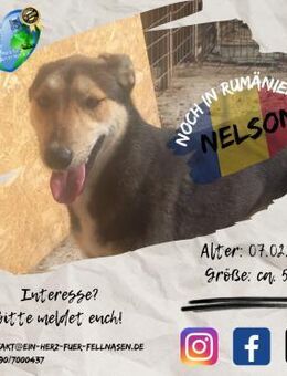 NELSON - hatte Glück im Unglück - Waakirchen